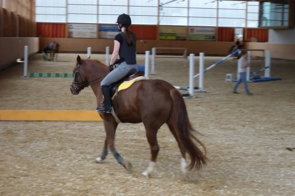 Reitausbildung auf der Horsefarm.