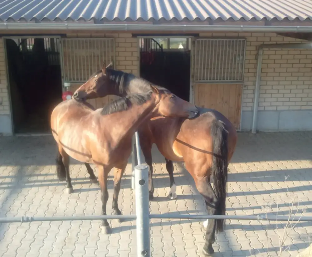 Stallgebäude und Paddockboxen.