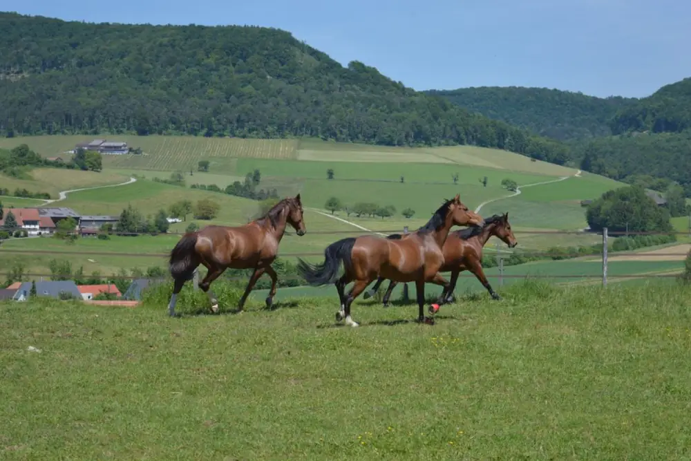 Pferde auf der Weide der Horsefarm.