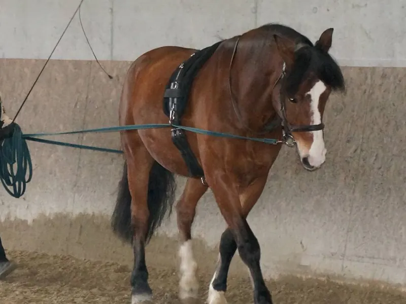 Pferd bei der Bodenarbeit im Roundpen.