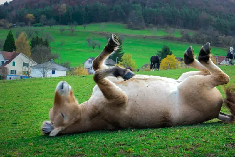 Pferd auf der Weide der Horsefarm.
