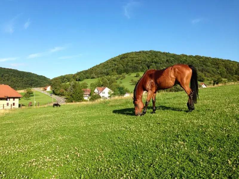 Pferd auf der Weide im Fricktal.