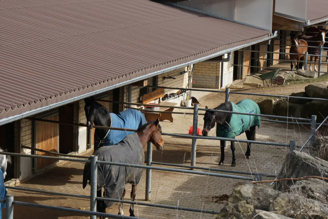 Paddockboxen und Stall der Horsefarm.
