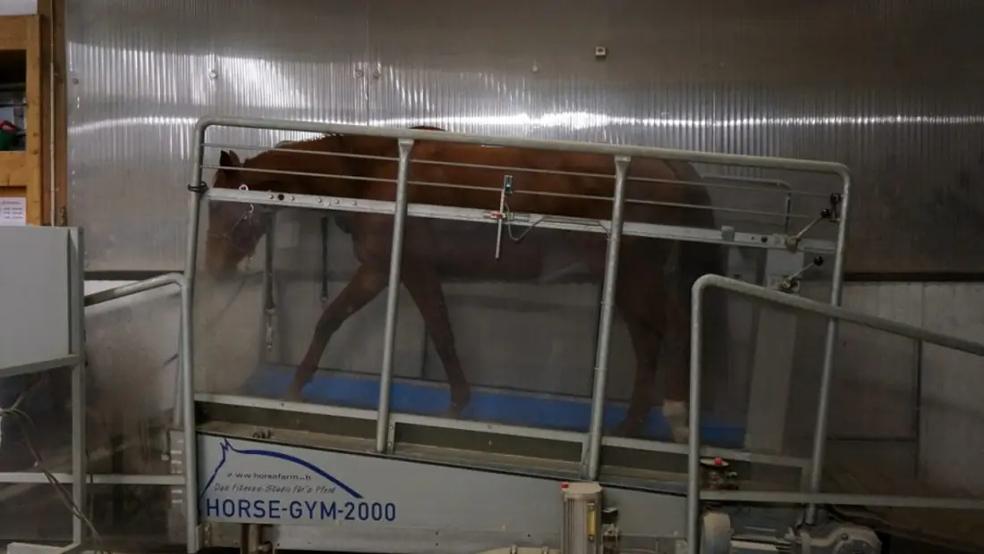 Solarium und Laufband der Horsefarm.